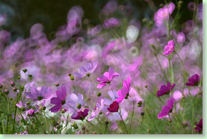 fiori viola x sito
